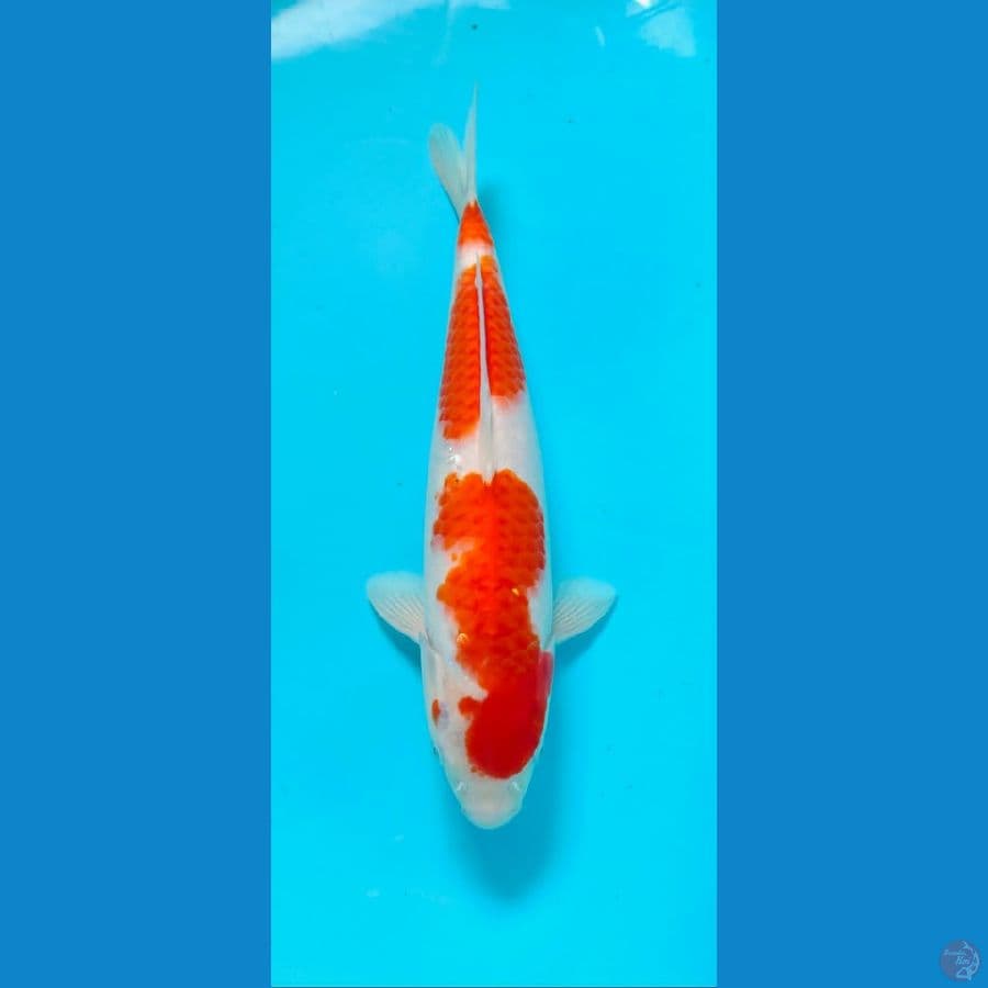 kohaku 35cm