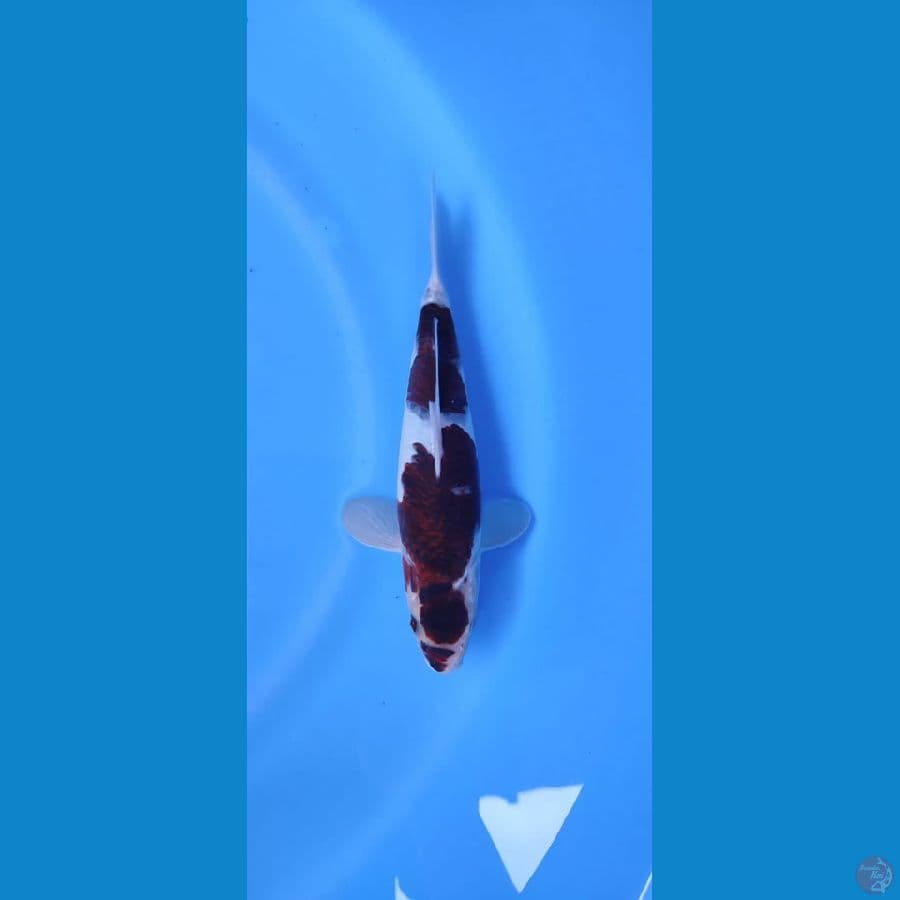BUDHO GOROMO 25CM ~male