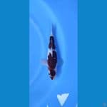 BUDHO GOROMO 25CM ~male