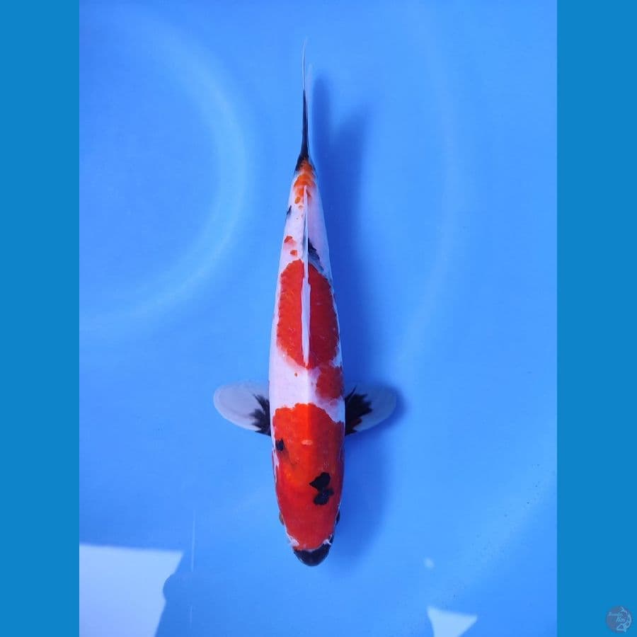 SHOWA 27CM BAHAN KEEP ~ Female