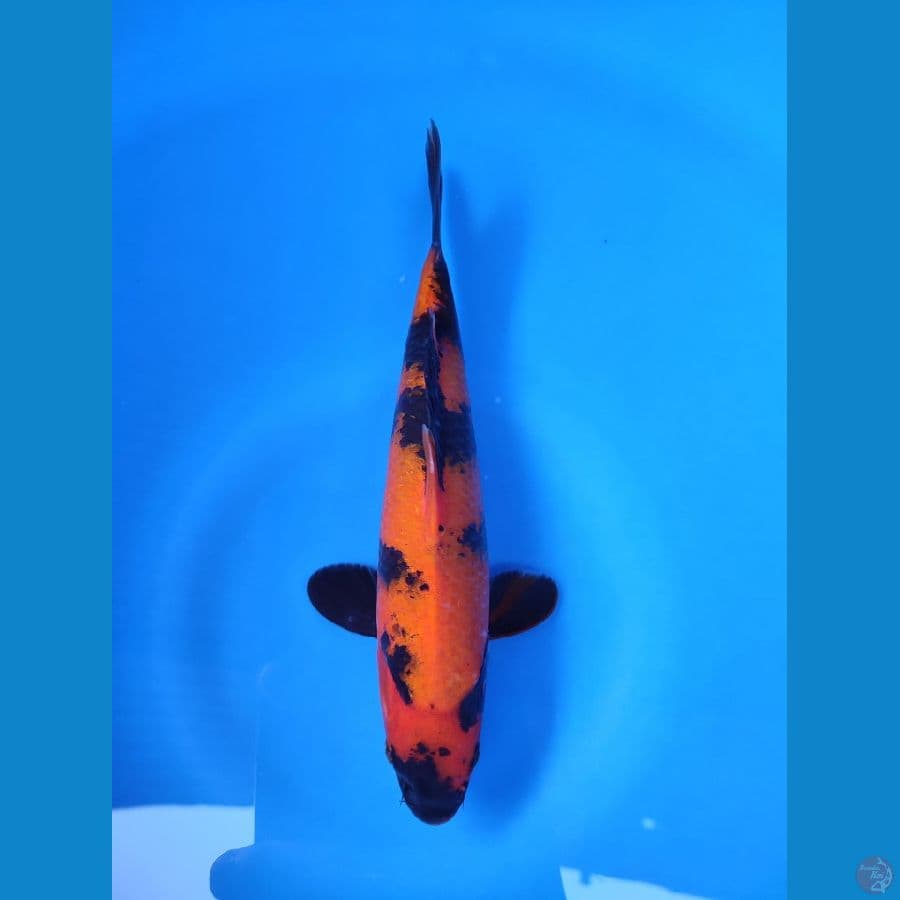 HI UTSURI 24CM~Male