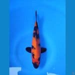 HI UTSURI 24CM~Male