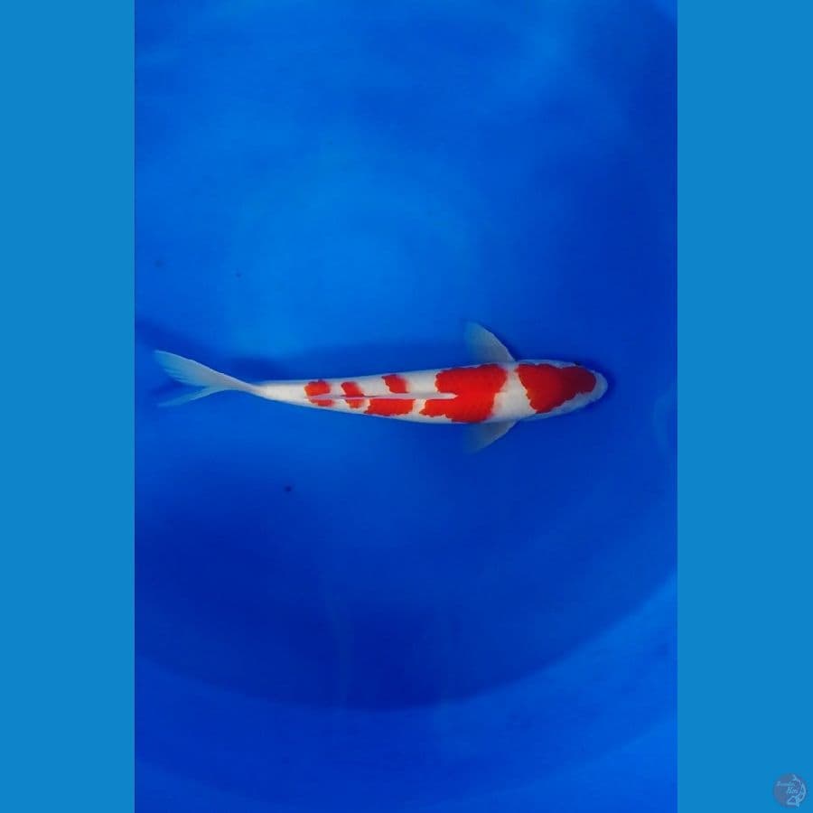 Original kohaku