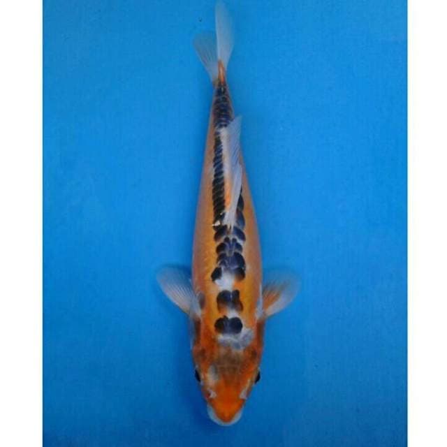 Shusui Import non serti