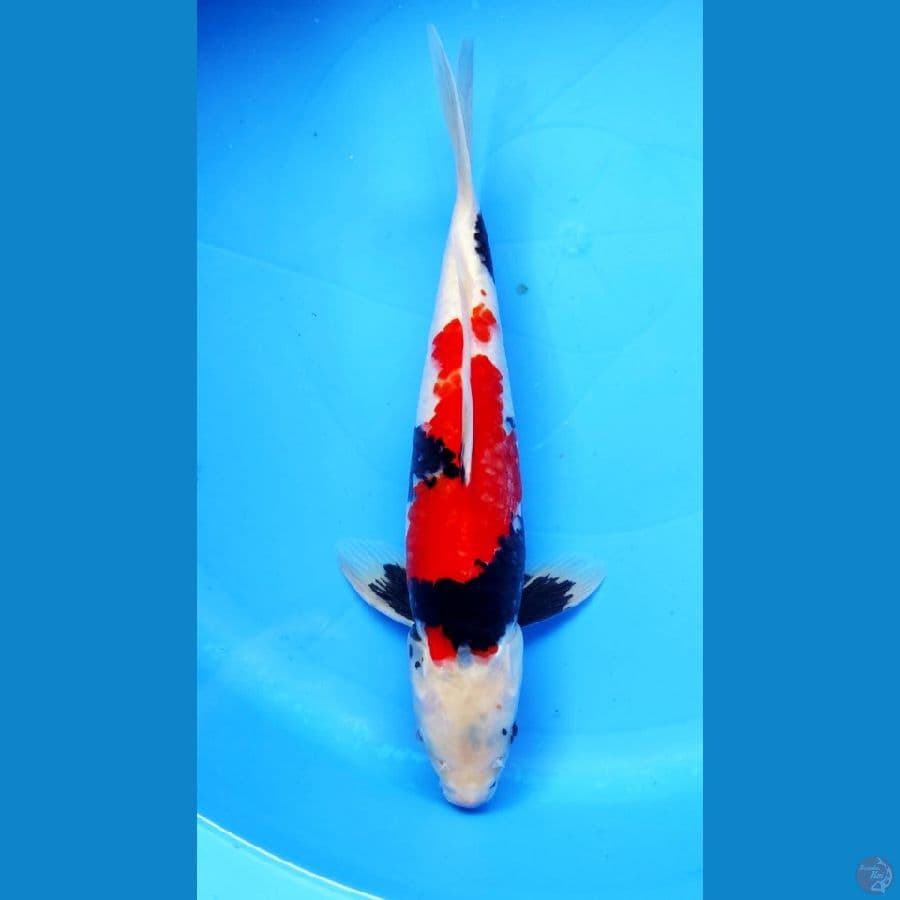 SHOWA 28CM