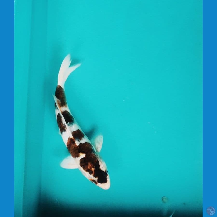 budho goromo 28cm