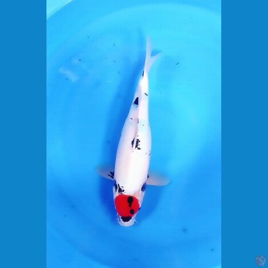 Tategoi Tancho Showa 40CM FM