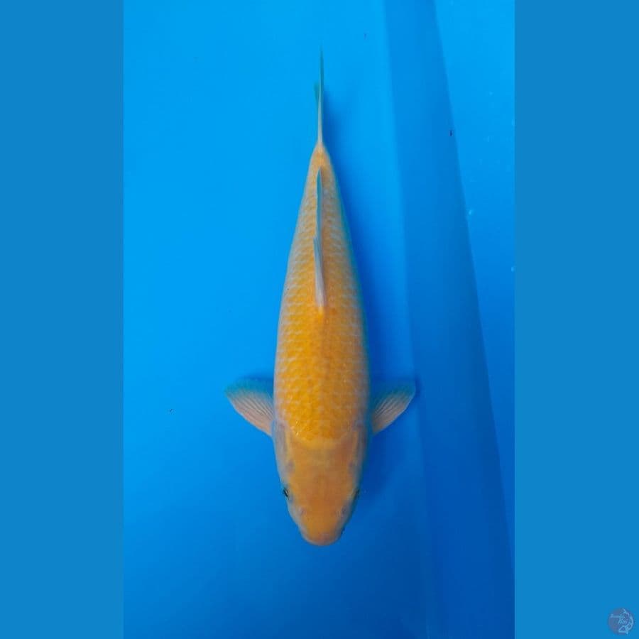 Breeder saiful aziz 45 bu MALE, fukurin joss