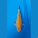 Breeder saiful aziz 45 bu MALE, fukurin joss
