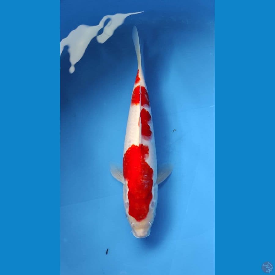 KOHAKU 30BU