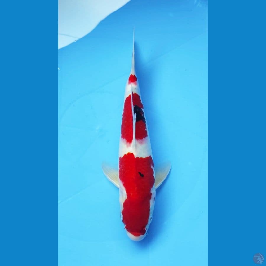 SANKE 25CM