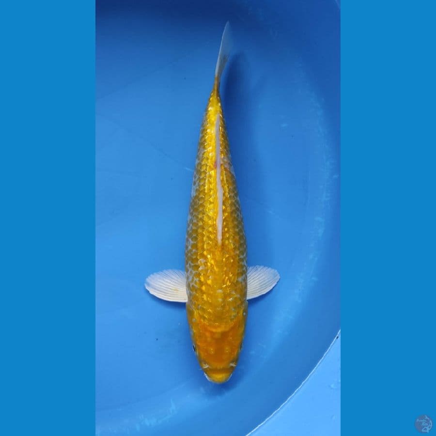 GINRIN FULL 30CM