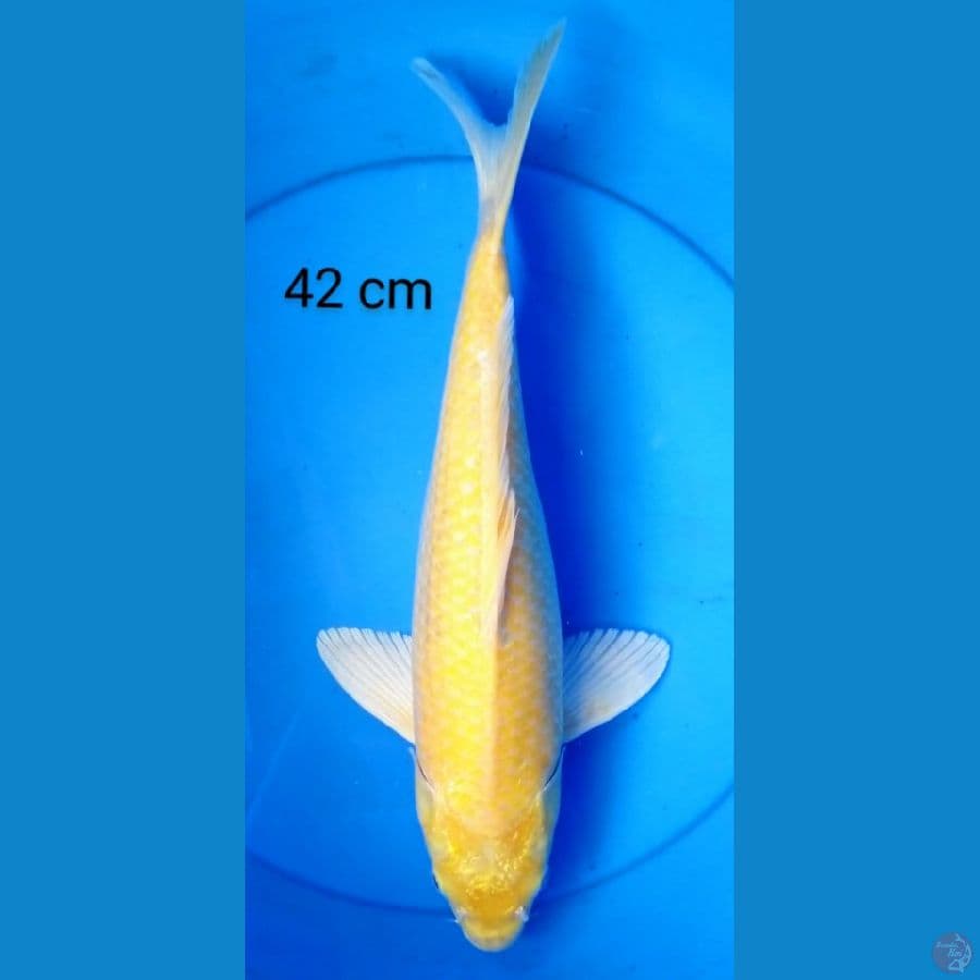 karashi jumbo 42 cm