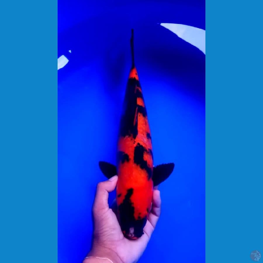 HIUTSURI STRONG 38CM