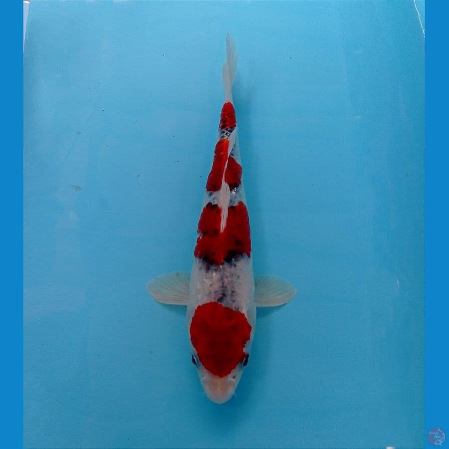 goshiki 27 cm