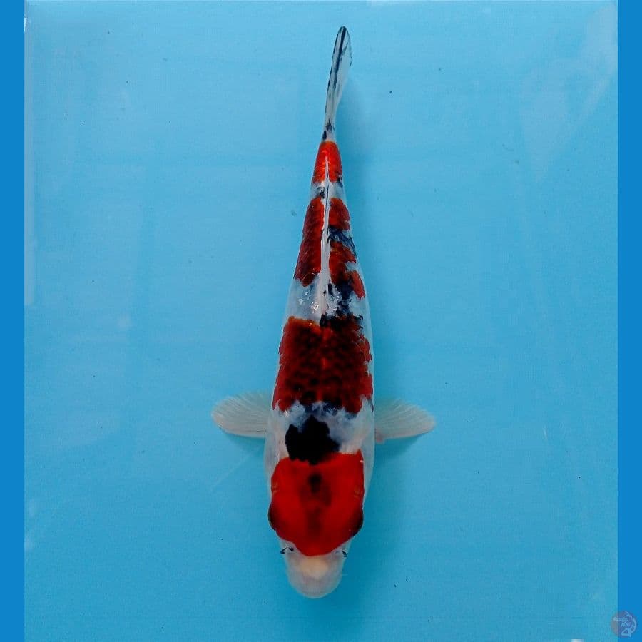 kage sanke 23 cm