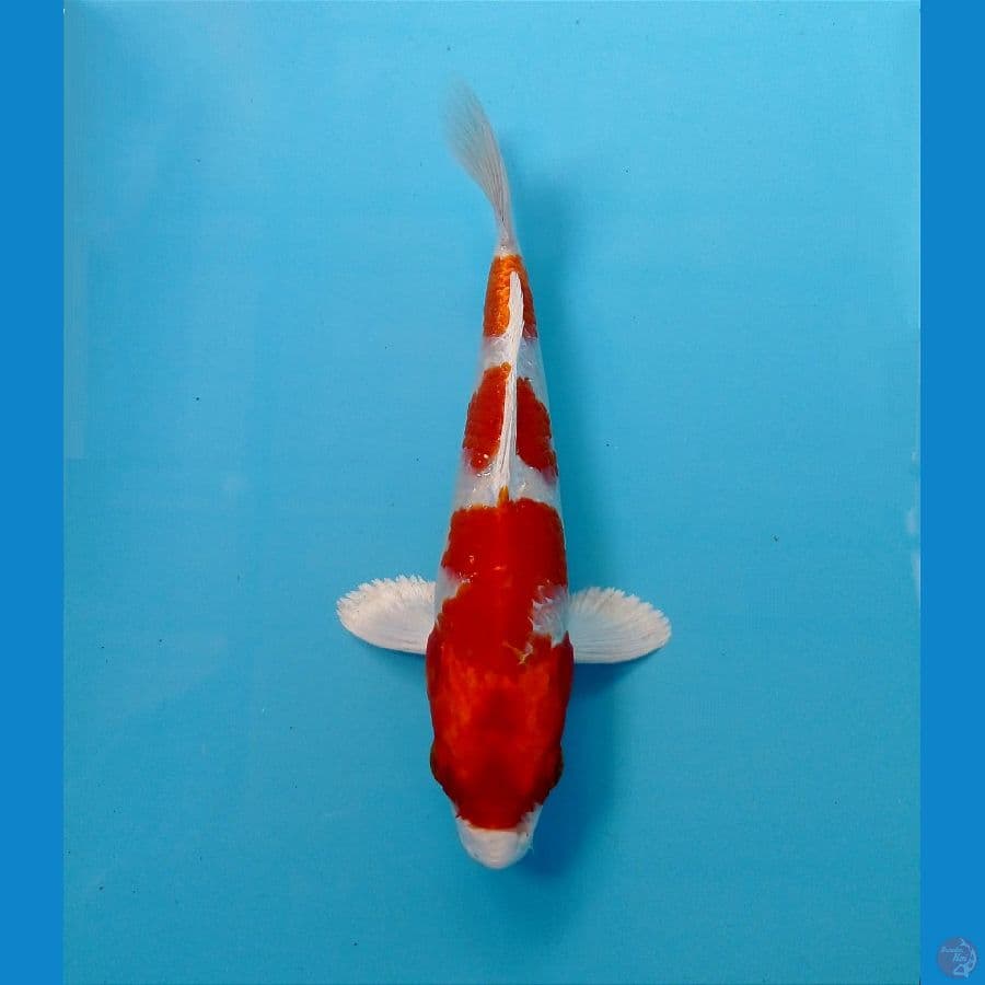 sakura ogon 17 cm