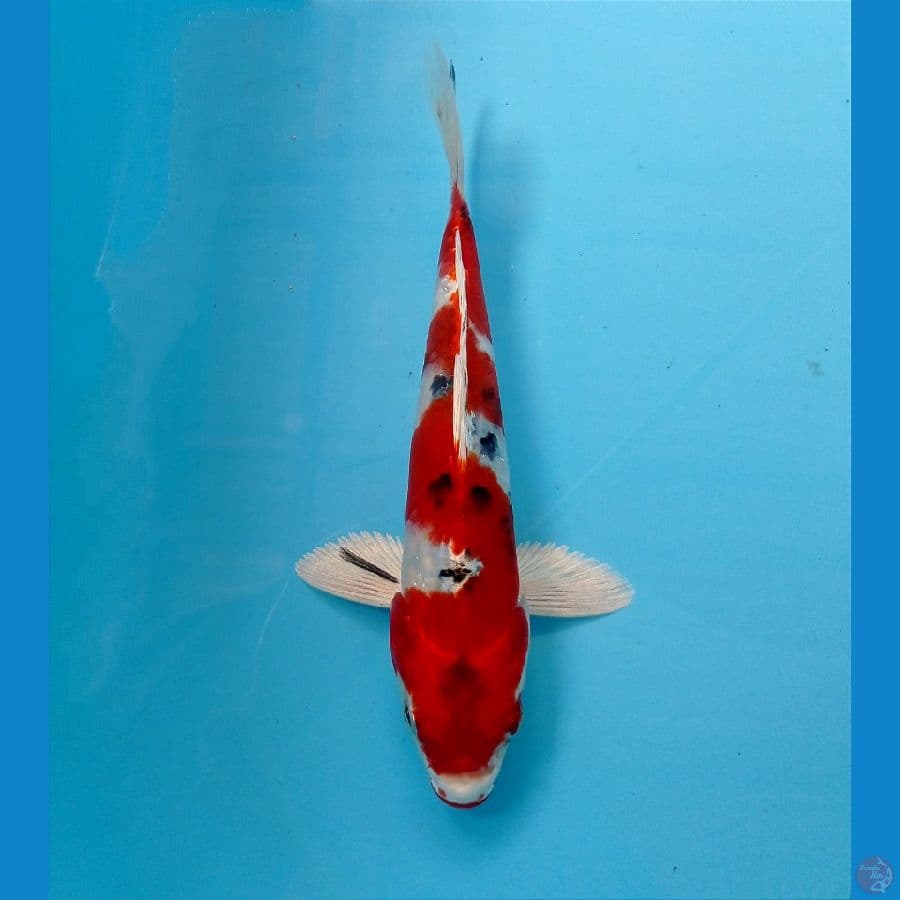 heisei nishiki 20 cm 