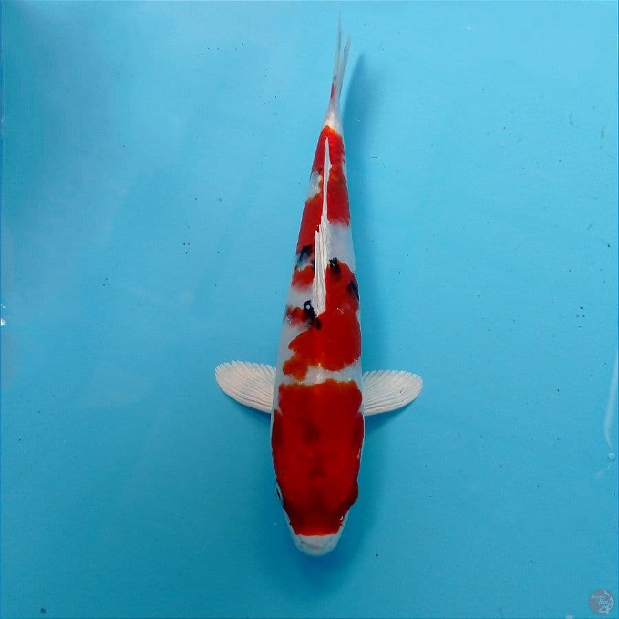 heisei nishiki 22 cm