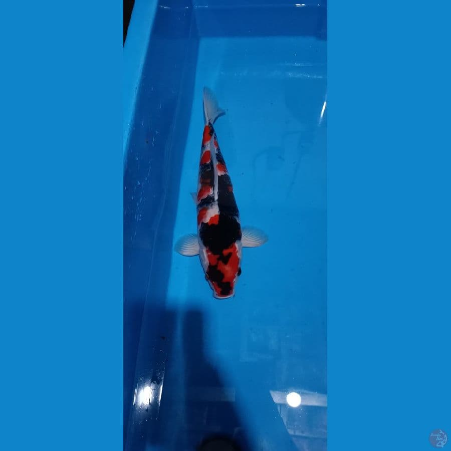 Showa male 45cm joosss