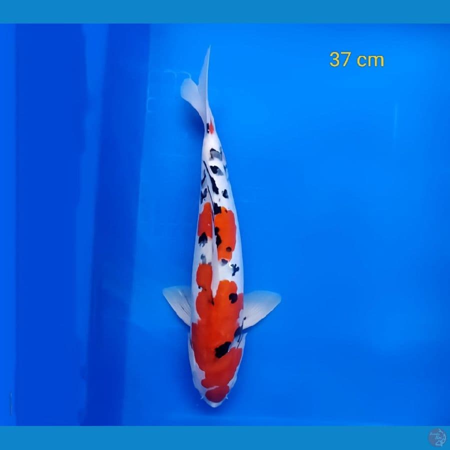 Sanke doitsu 37 cm