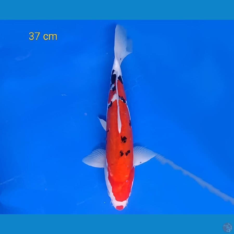 kuchibeni doitsu 37 cm strong