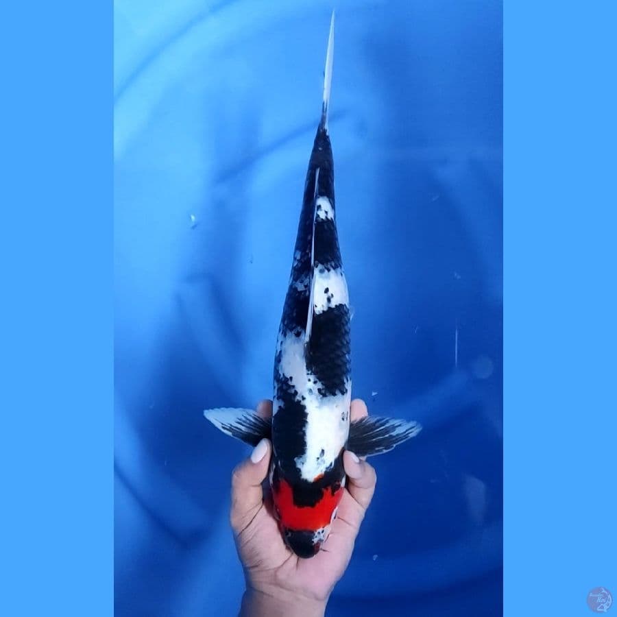 39CM # TQNCHO SHOWA ORIGINAL - M