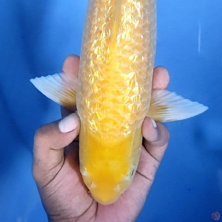 34CM # KARASHI MM - M