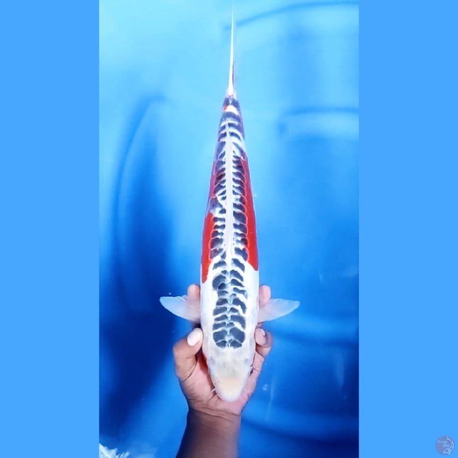 41CM # HANA SHUSUI - F