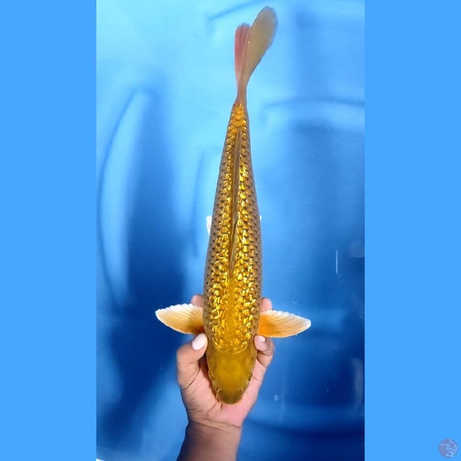 40CM # CHAGOI GINRIN - M