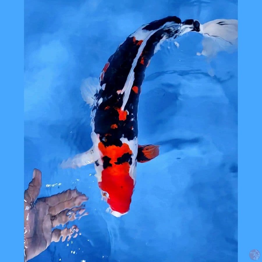 50CM # DOITSU SHOWA ARAGOKE - M
