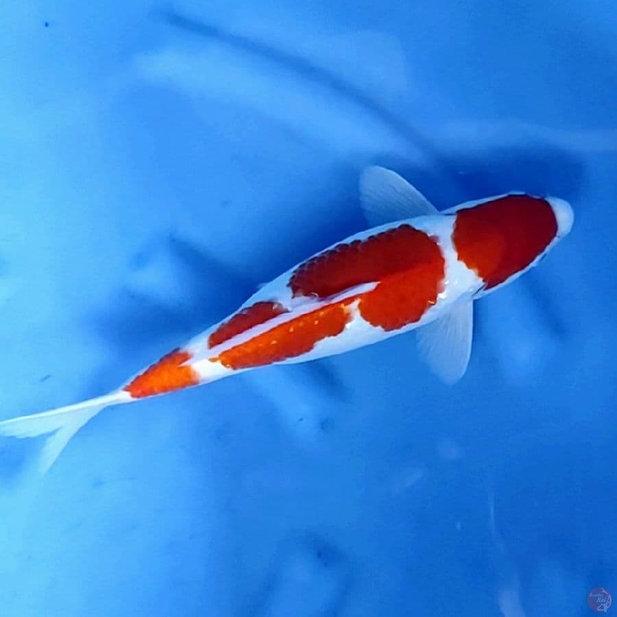 35CM # KOHAKU MANTAP - F