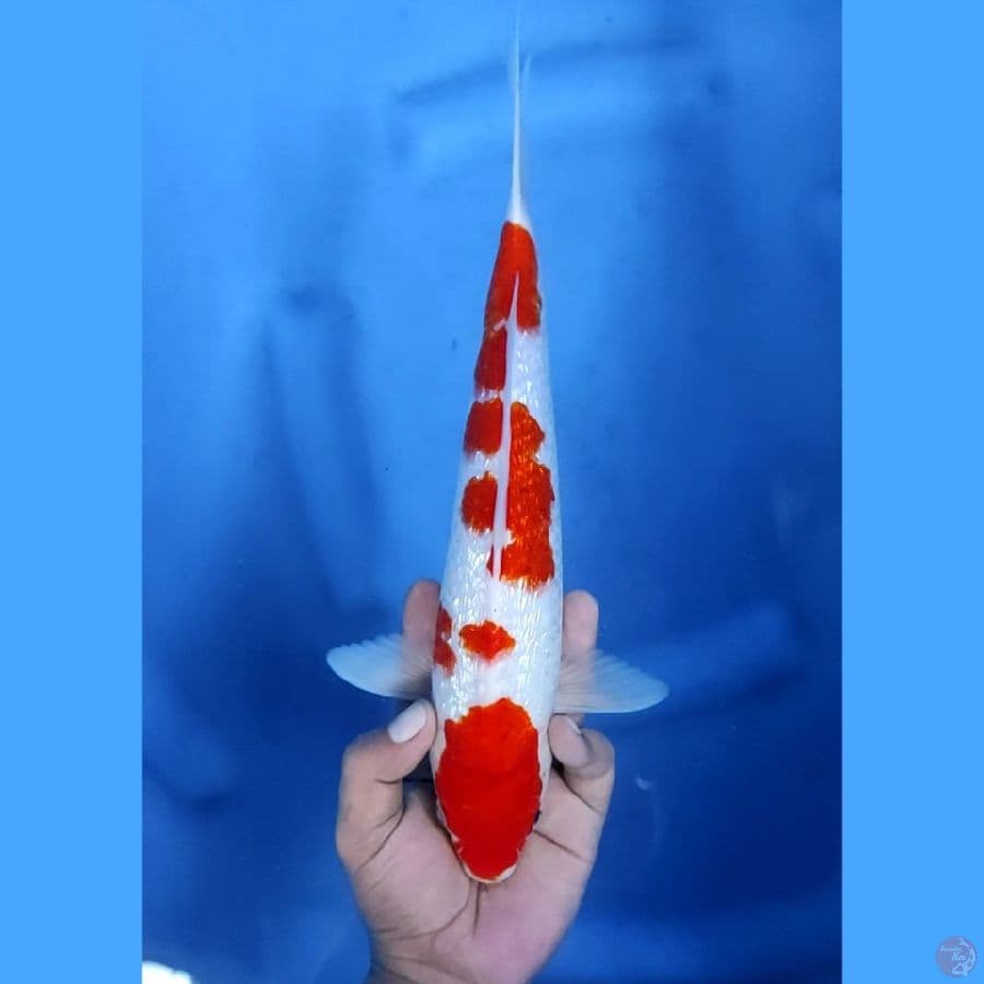 32CM # SKIN HALUS - F