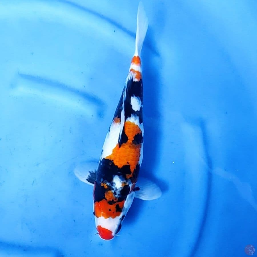 38CM # SHOWA - F