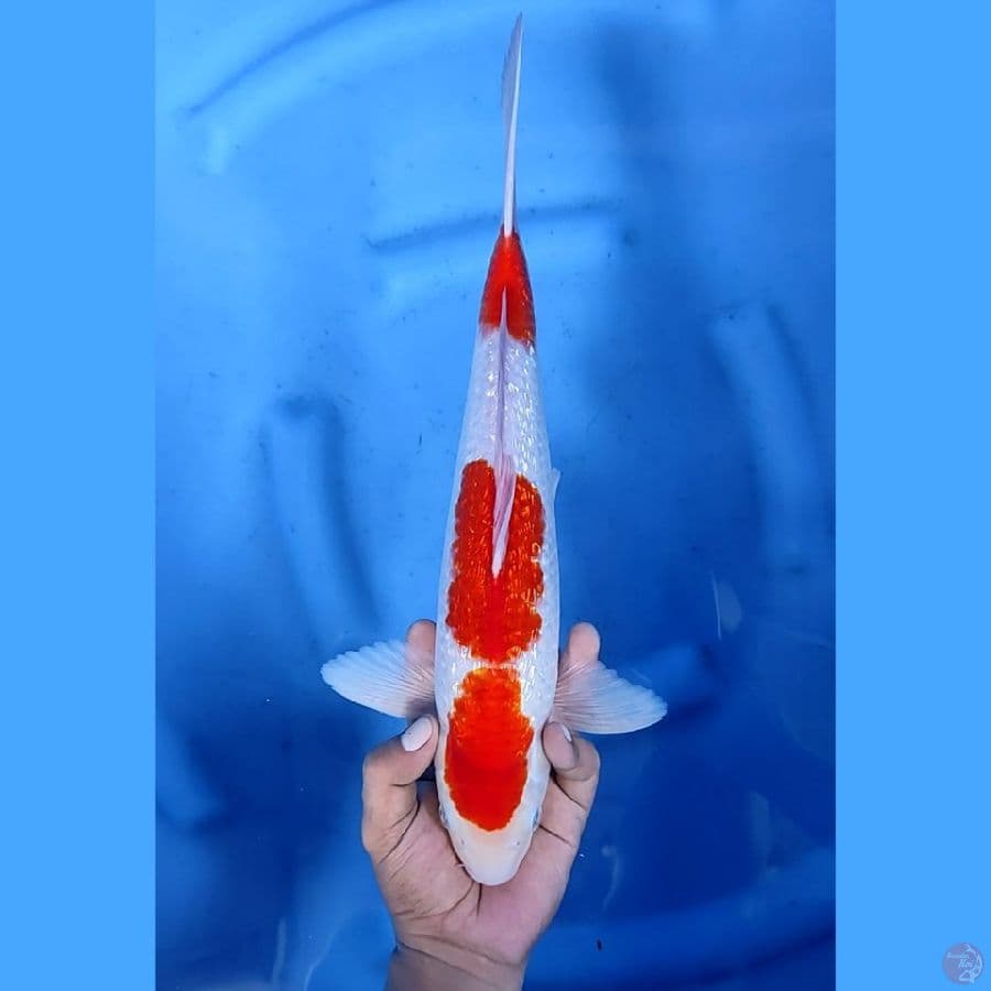 38CM # KOHAKU GINRIN - M
