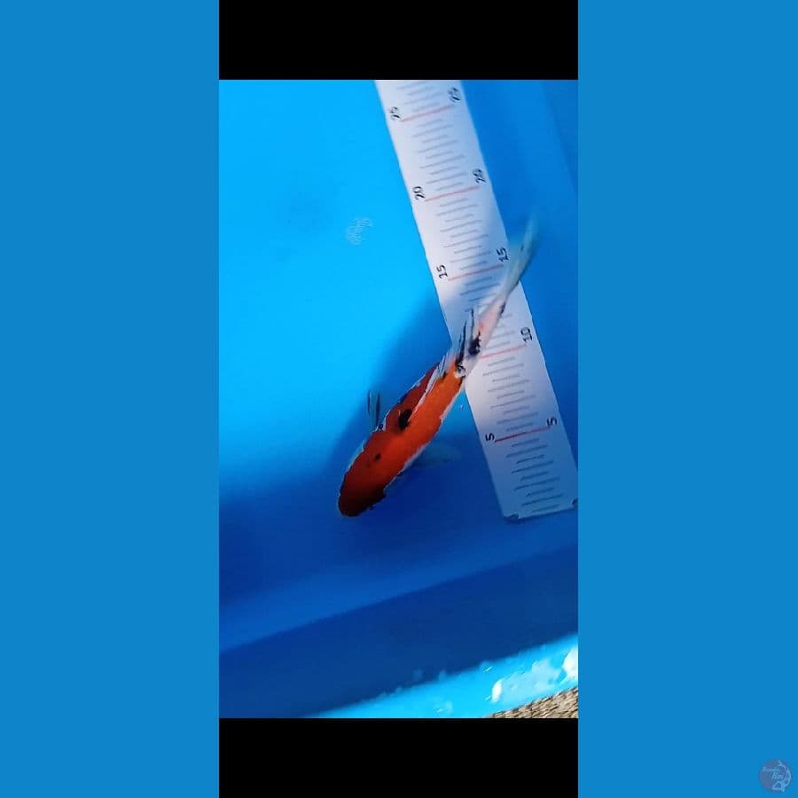 sanke top siap besar 25 cm