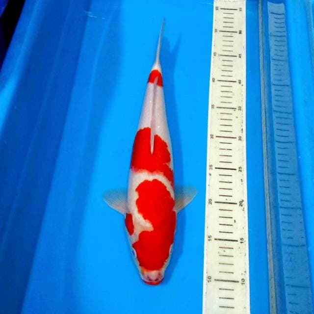 Kohaku bakalan induk 40cm