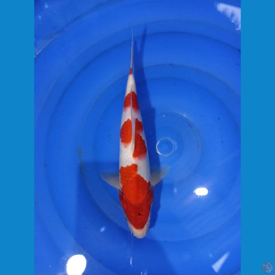 jantan 30cm