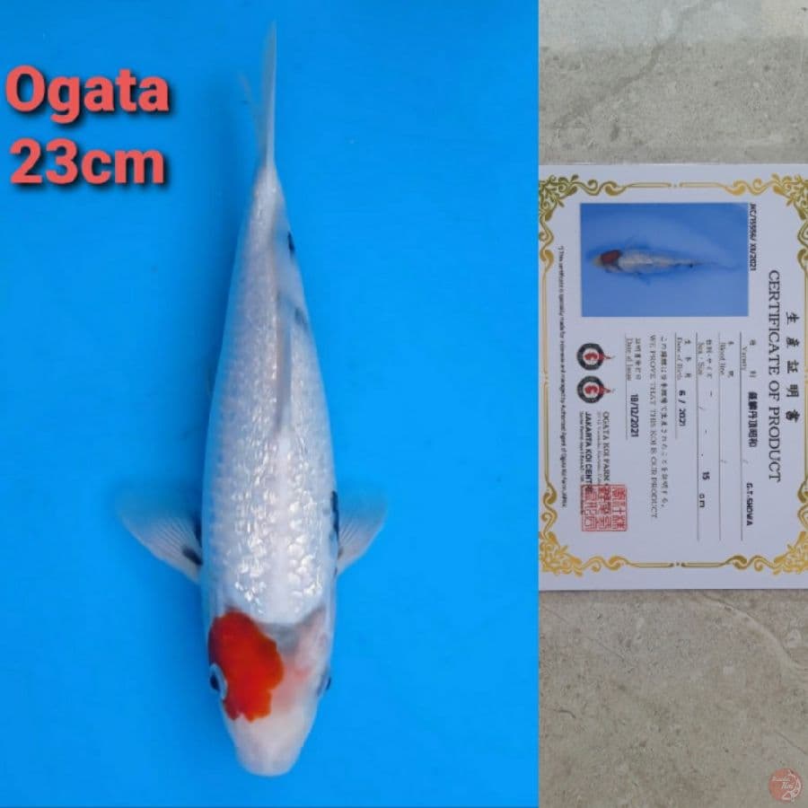 OGATA TANCHO SHOWA GINRIN 23CM SERTI