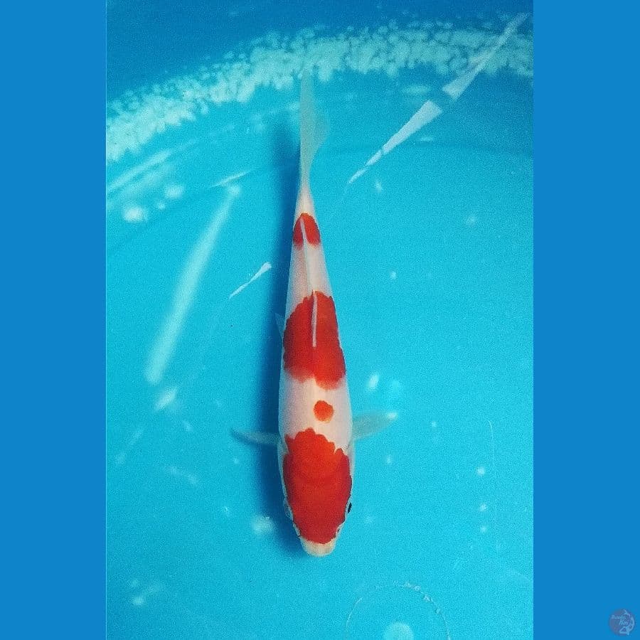 kohaku
