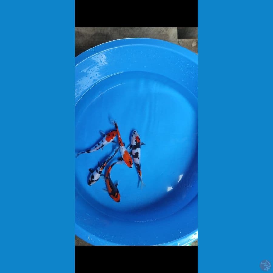 showa doitsu 19-22 cm