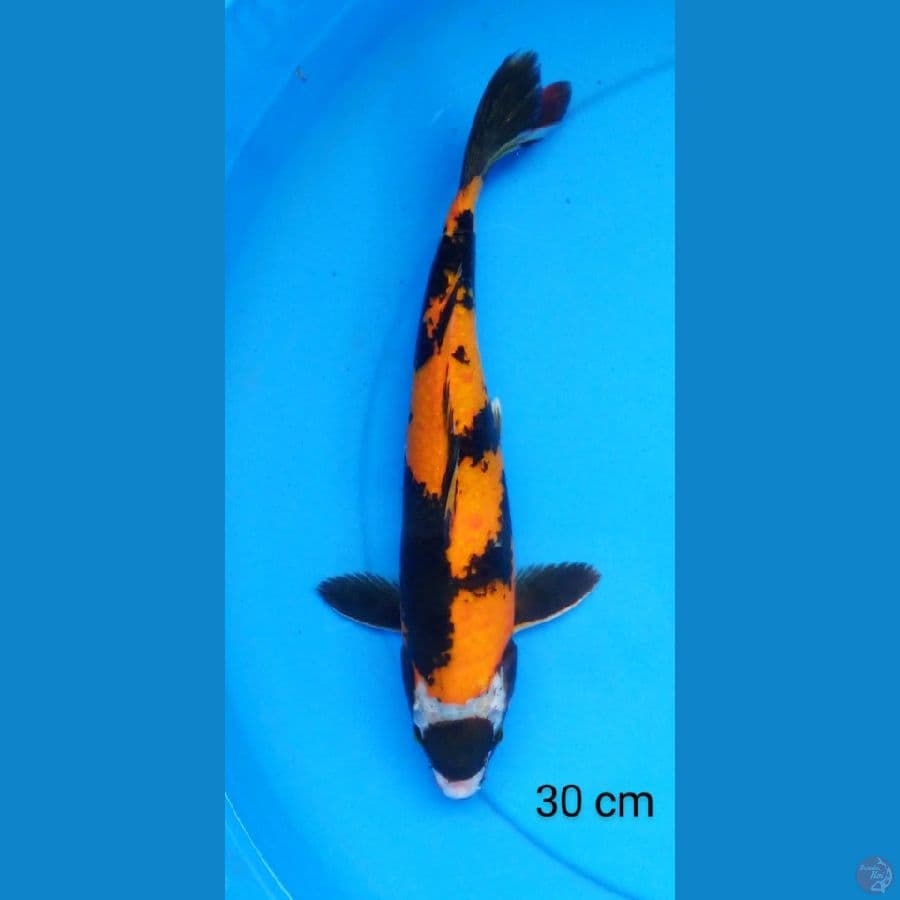 tancho showa 30 cm