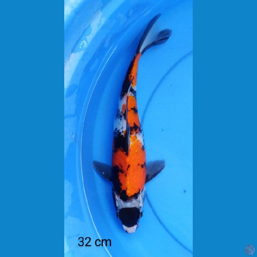 tancho showa 32 cm