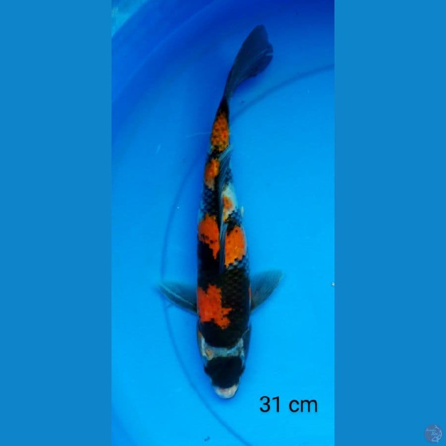 tancho showa 31 cm