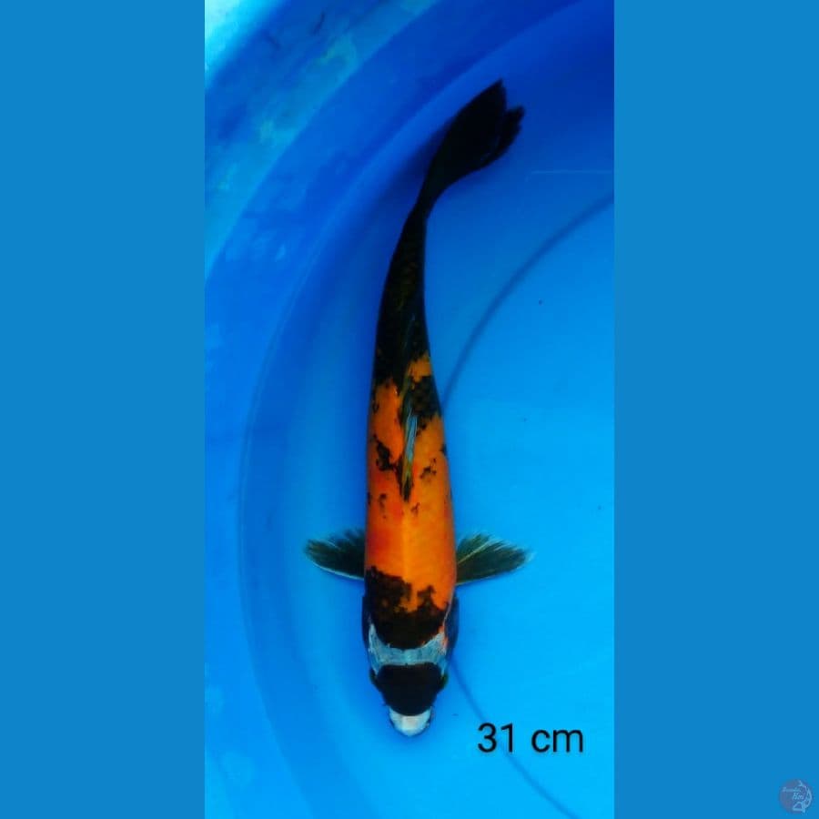tancho showa 31 cm