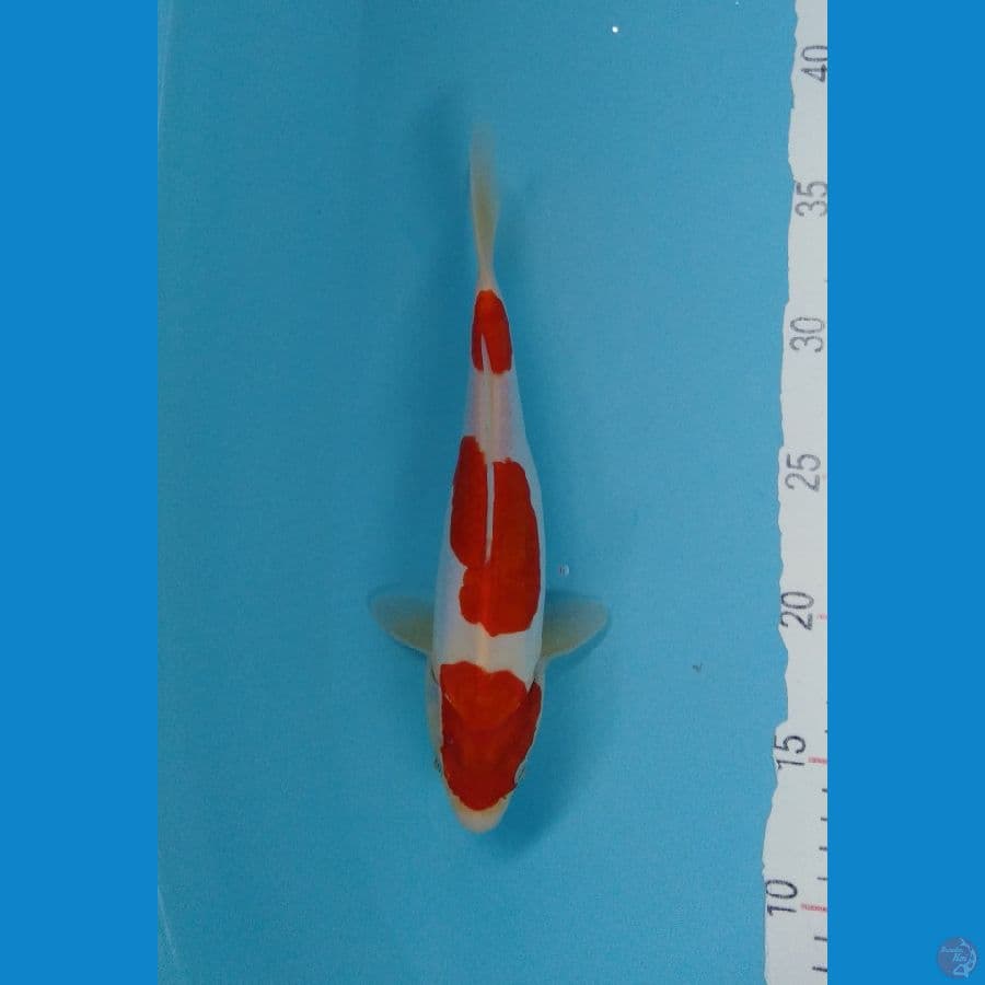 Bahan show kohaku doitsu murni f25cm