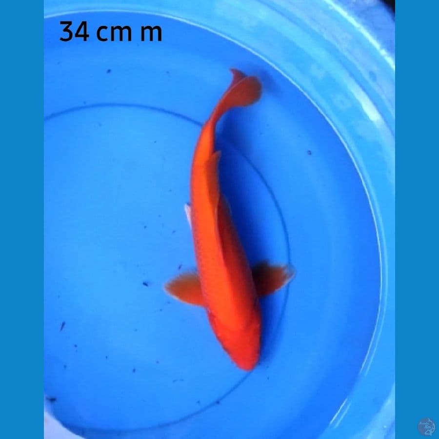 Benigoi strong ale 34 cm
