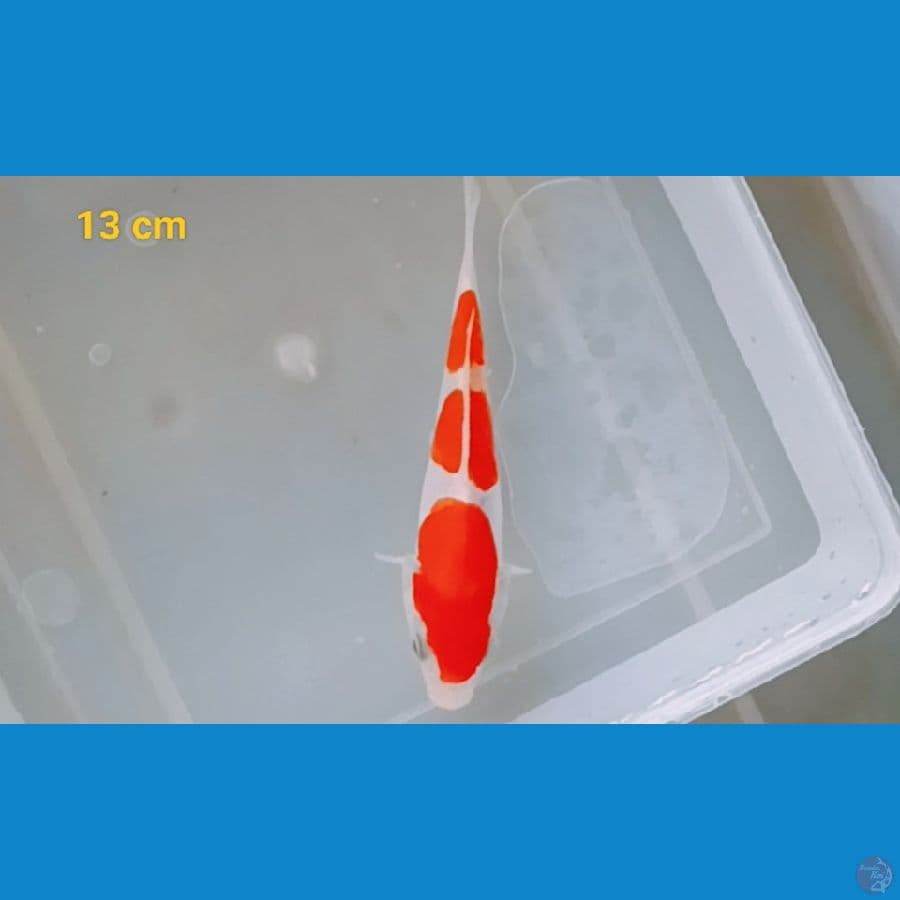 minion 13 cm