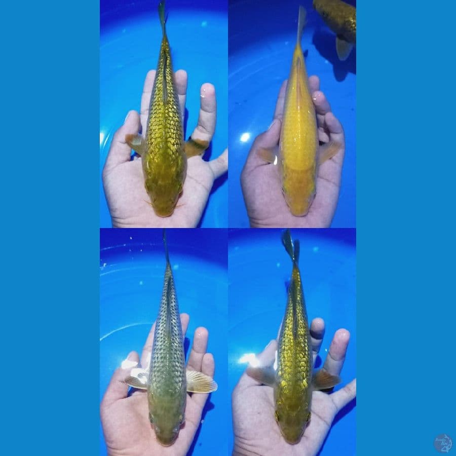 MIX 4 EKOR//25-27 CM
