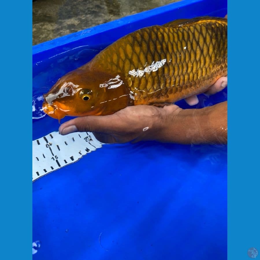 cagoi punuk 37 cm